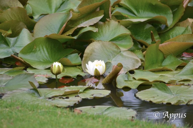 Jardin des plantes de Nantes