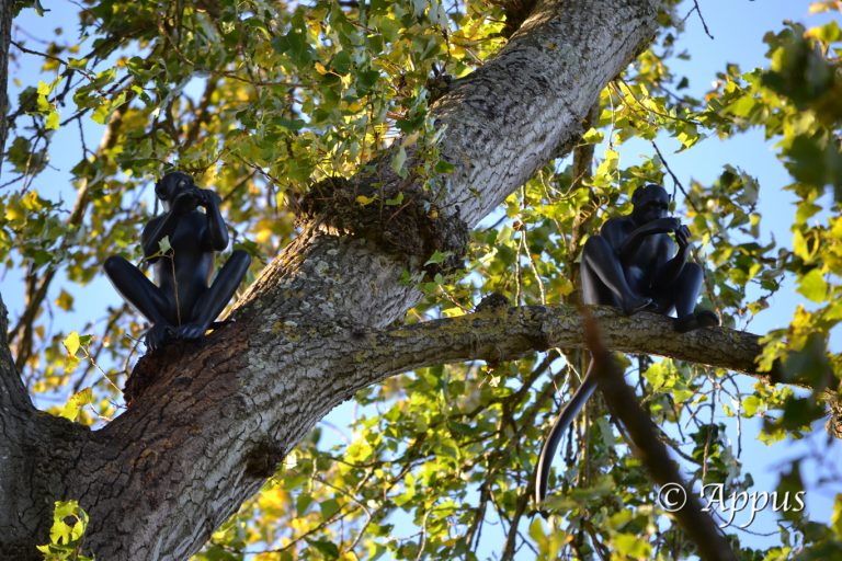 Singes