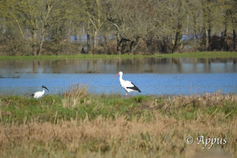 Cigogne & Ibis
