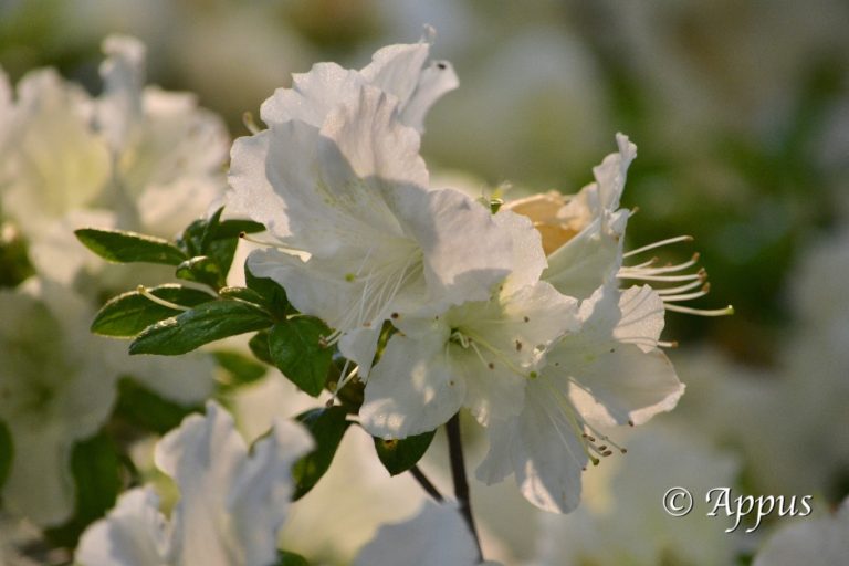 Les Floralies Nantes – Les Grands Studios (13)