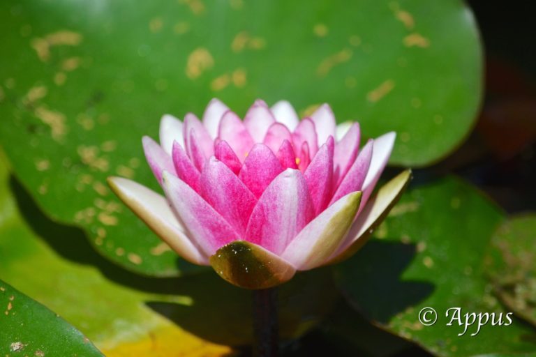 Fleur de Lotus