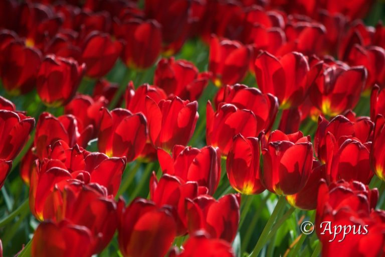 Keukenhof — photo 8